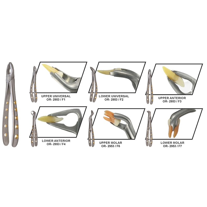 Apical Extraction Forceps Set