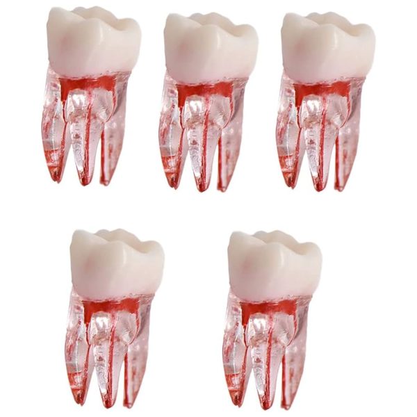 Endo Tooth Practice