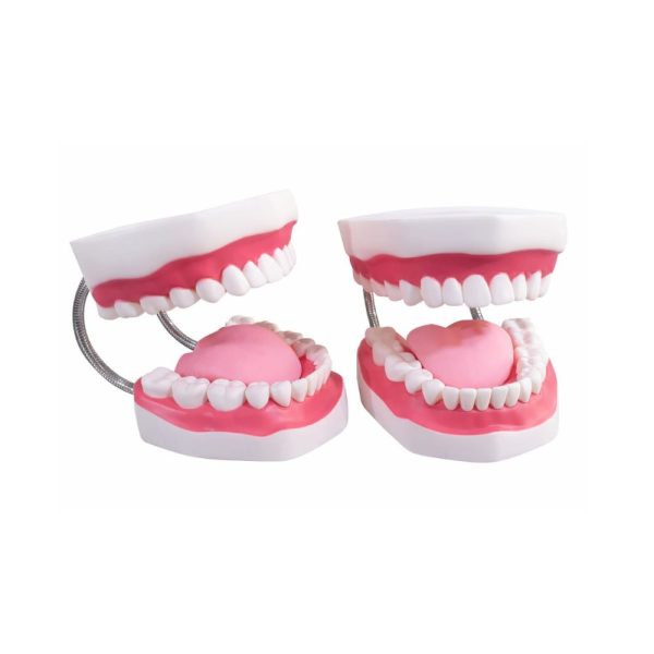 Tooth Model With Tongue