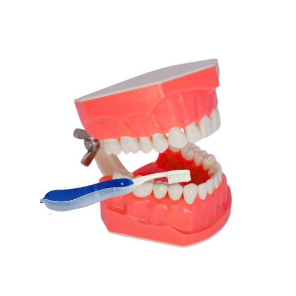 Typodont Tooth Brushing & Flossing